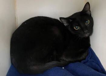Domestic Short Hair Cats Available for Adoption - Whitestone | PetCurious