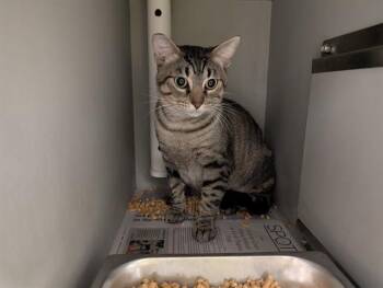 BERT RUM -  Domestic Short Hair Cat for Adoption in Rowlett, Texas - BERT RUM | PetCurious