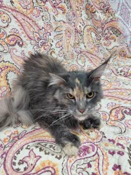 Ziva -  Maine Coon Cat for Adoption in Northlake, Illinois - Ziva | PetCurious