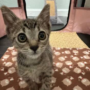 GRILLED CHEESE -  Domestic Short Hair Cat for Adoption in Auburn, California - GRILLED CHEESE | PetCurious