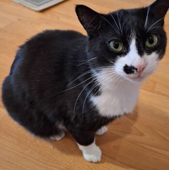 Domestic Short Hair Cats Available for Adoption in Mississauga, Ontario - Solstice | PetCurious