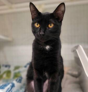 Domestic Short Hair Cats Available for Adoption in Kirkland, Washington - Persephone | PetCurious