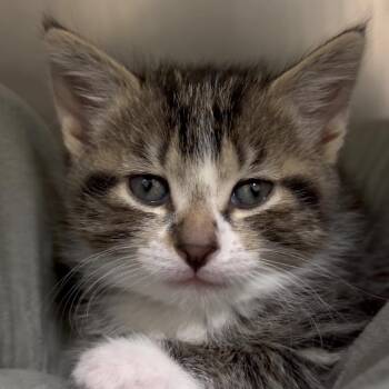 Bean -  Domestic Short Hair Cat for Adoption in Middlebury, Vermont - Bean | PetCurious