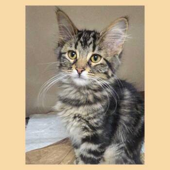 Chaise -  Domestic Long Hair Cat for Adoption in Topeka, Kansas - Chaise | PetCurious
