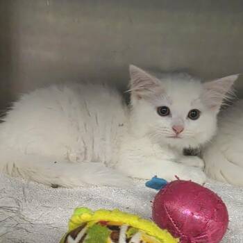 Porterhouse -  Domestic Short Hair Cat for Adoption in Fort Wayne, Indiana - Porterhouse | PetCurious