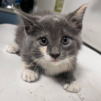 Concrete -  Domestic Short Hair Cat for Adoption in Charleston, West Virginia - Concrete | PetCurious