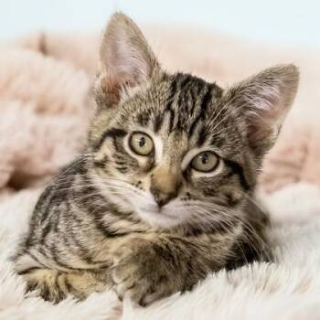 Bael -  Domestic Short Hair Cat for Adoption in Camano, Washington - Bael | PetCurious