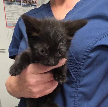 Amir -  Domestic Short Hair Cat for Adoption in Trenton, New Jersey - Amir | PetCurious