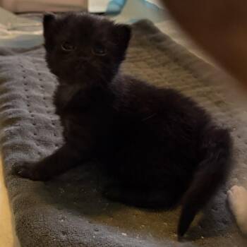 Domestic Medium Hair Cats Available for Adoption in Pleasant Hill, Missouri - Molly Prince Of Tar | PetCurious