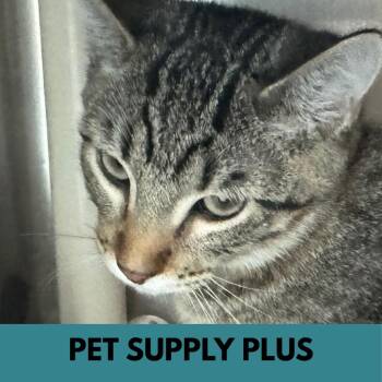 Mando -  Domestic Short Hair Cat for Adoption in Lakewood, Colorado - Mando | PetCurious