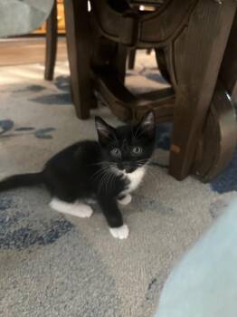 Ube -  Domestic Short Hair Cat for Adoption in Newnan, Georgia - Ube | PetCurious