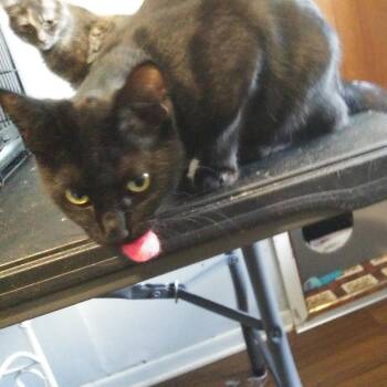Happy -  Domestic Short Hair Cat for Adoption in PORT WENTWRTH, Georgia - Happy | PetCurious
