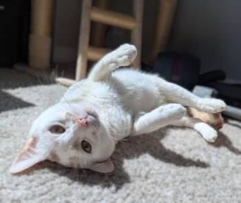 Domestic Short Hair Cats Available for Adoption - Conny | PetCurious