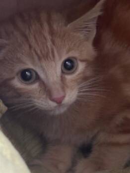 GRANGER -  Domestic Short Hair Cat for Adoption in Sugar Land, Texas - GRANGER | PetCurious