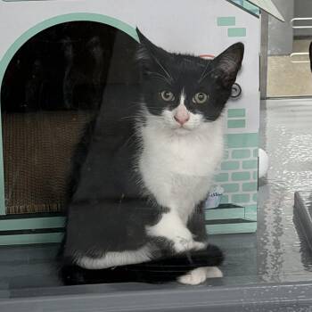 Rowan -  Tuxedo Cat for Adoption in Markdale, Ontario - Rowan | PetCurious