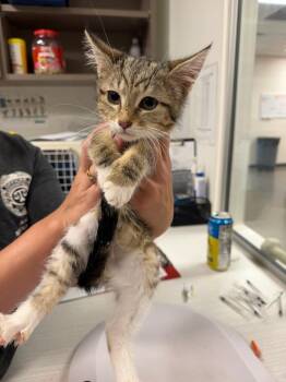 Solitare -  Domestic Medium Hair Cat for Adoption in Greenfield, Indiana - Solitare | PetCurious