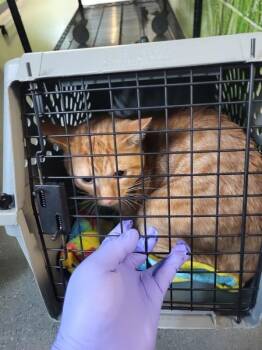 Pen 13c Crouton -  Domestic Short Hair Cat for Adoption in Lawrenceville, Georgia - Pen 13c Crouton | PetCurious