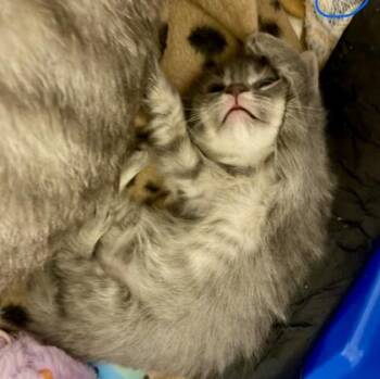 Billy (pre adopt) -  Domestic Short Hair Cat for Adoption in Fort Worth, Texas - Billy (pre Adopt) | PetCurious