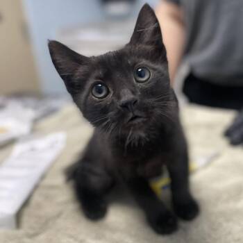 Lemon Pepper -  Domestic Short Hair Cat for Adoption in Riverside, California - Lemon Pepper | PetCurious