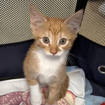 Lester -  Domestic Short Hair Cat for Adoption in West Palm Beach, Florida - Lester | PetCurious
