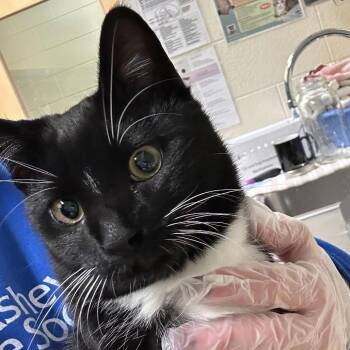 Domestic Short Hair Cats Available for Adoption - Phantom Of The Opurra | PetCurious