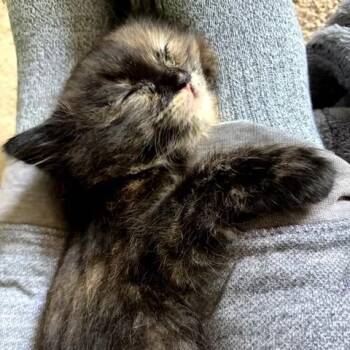 Polly -  Domestic Long Hair Cat for Adoption in Potomac, Maryland - Polly | PetCurious