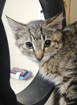 Nebula -  Domestic Short Hair Cat for Adoption in Bellevue, Washington - Nebula | PetCurious