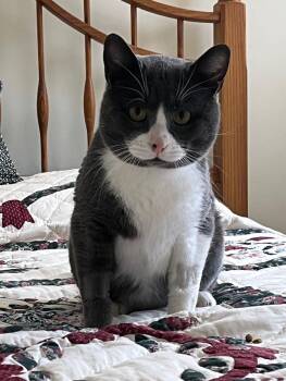 Domestic Short Hair Cats Available for Adoption in Plymouth, Connecticut - Woody | PetCurious