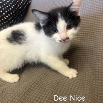 Domestic Short Hair Cats Available for Adoption in Buffalo, Minnesota - Dee Nice *Meet Me At Lakevile Petsmart* | PetCurious