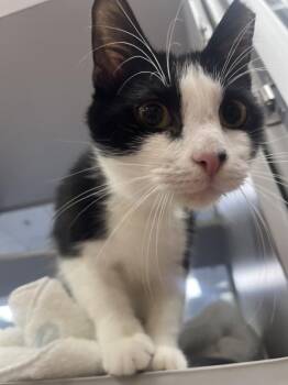 Pitbull -  Domestic Short Hair Cat Available for Adoption in Stratham, New Hampshire - Pitbull | PetCurious