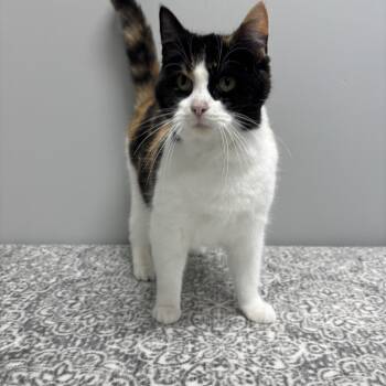 Domestic Short Hair Cats Available for Adoption - Yams | PetCurious