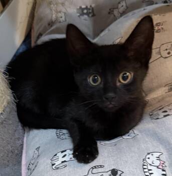 Jelly -  Domestic Medium Hair Cat for Adoption in East Hanover, New Jersey - Jelly | PetCurious