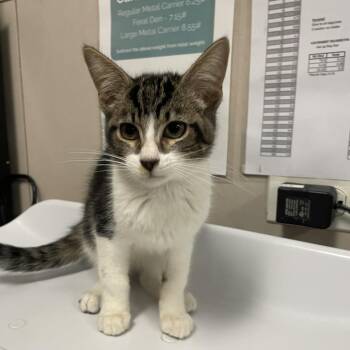 Tadpole -  Domestic Short Hair Cat for Adoption in Chicago, Illinois - Tadpole | PetCurious