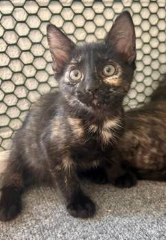 Gingin -  Domestic Short Hair Cat for Adoption in Cottonwood, Arizona - Gingin | PetCurious