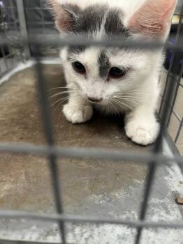 CAMMIE -  Domestic Short Hair Cat for Adoption in Las Vegas, Nevada - CAMMIE | PetCurious
