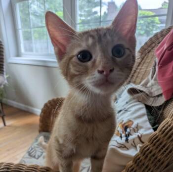 Sunny -  Domestic Short Hair Cat for Adoption in Honeoye, New York - Sunny | PetCurious