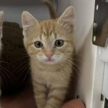 Newt -  Domestic Short Hair Cat Available for Adoption in Stillwater, Oklahoma - Newt | PetCurious