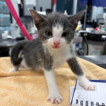 Maple -  Domestic Short Hair Cat for Adoption in Milton, Florida - Maple | PetCurious