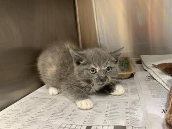 MARS -  Domestic Short Hair Cat for Adoption in Grand Prairie, Texas - MARS | PetCurious