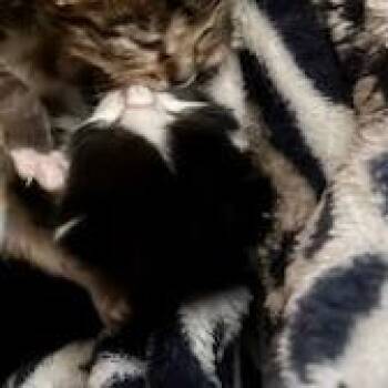 Shaggy -  Domestic Short Hair Cat for Adoption in Troy, Virginia - Shaggy | PetCurious