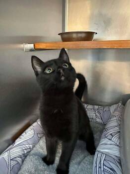 Domestic Short Hair Cats Available for Adoption - Holly | PetCurious