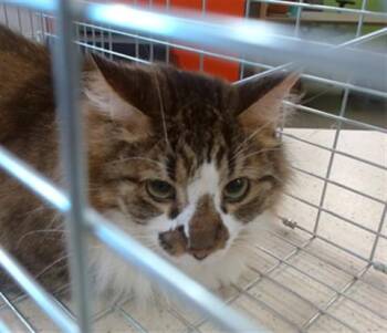 TIGER -  Domestic Medium Hair Cat for Adoption in Louisville, Kentucky - TIGER | PetCurious