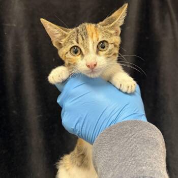 Wilma -  Domestic Short Hair Cat for Adoption in San Antonio, Texas - Wilma | PetCurious