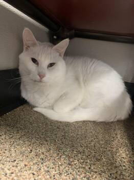 Domestic Short Hair Cats Available for Adoption in Sanford, Florida - Spot | PetCurious