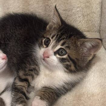 Venus -  Domestic Short Hair Cat for Adoption - Venus | PetCurious