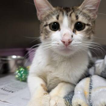 Domestic Short Hair Cats Available for Adoption in Galveston, Texas - Ruth | PetCurious