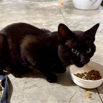FOUND EYOTA -  American Shorthair Cat for Adoption in Rochester, Minnesota - FOUND EYOTA | PetCurious