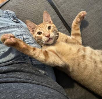 CHEDDAR -  Tabby Cat for Adoption in Palmdale, California - CHEDDAR | PetCurious