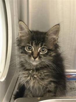 ATHENA -  Domestic Short Hair Cat for Adoption in Houston, Texas - ATHENA | PetCurious