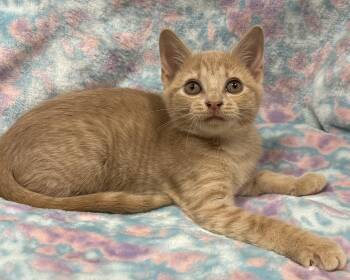 Tilly -  American Shorthair Cat for Adoption in Marvin, North Carolina - Tilly | PetCurious